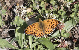 Imagem de Fabriciana niobe Linnaeus 1761