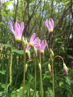 Dodecatheon pulchellum subsp. pauciflorum (Dur.) Hulten resmi