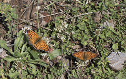 Imagem de Fabriciana niobe Linnaeus 1761