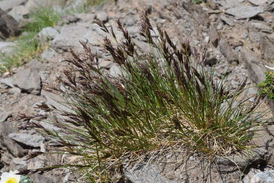 Image of Festuca quadriflora Honck.