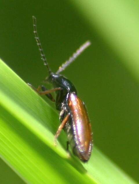 Image of <i>Oestodes tenuicollis</i>