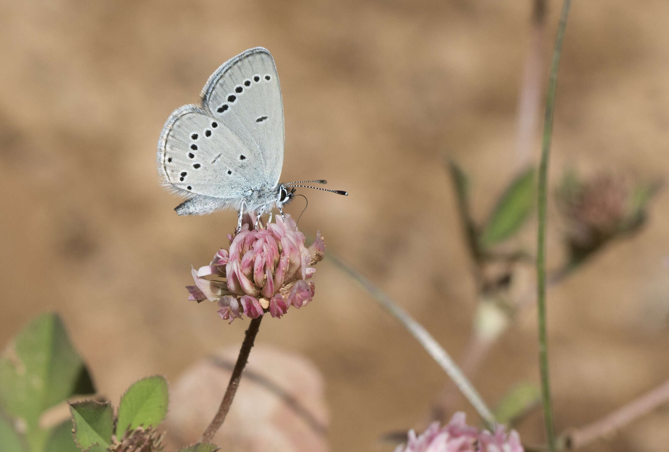 Image of small blue