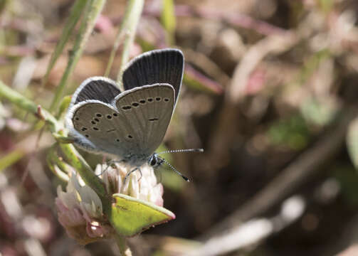 Image of small blue