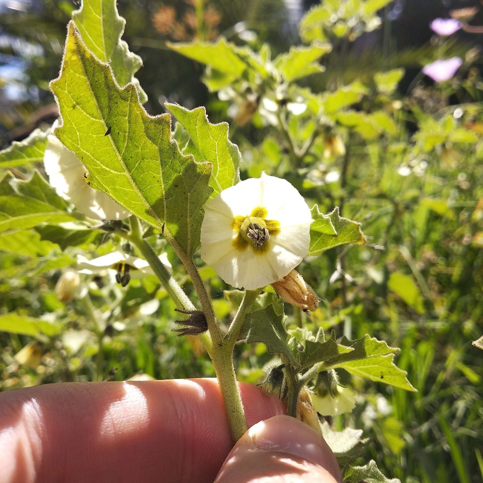 Image of Physalis patula Mill.