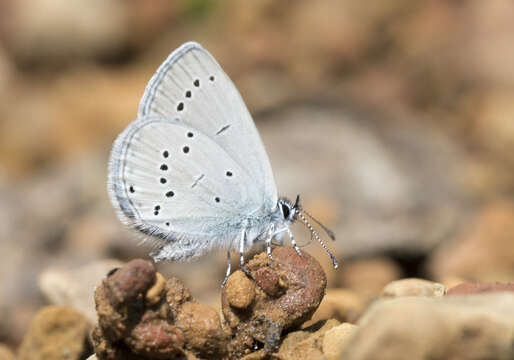 Image of small blue