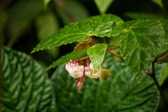 Image of Begonia isoptera Dryand. ex Sm.