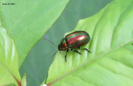 صورة <i>Chrysolina virgata</i>