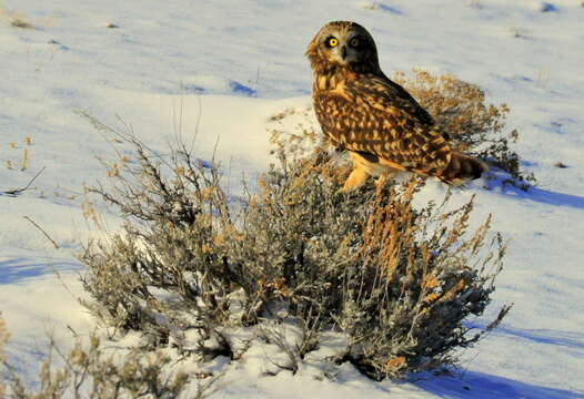 Image de Hibou des marais