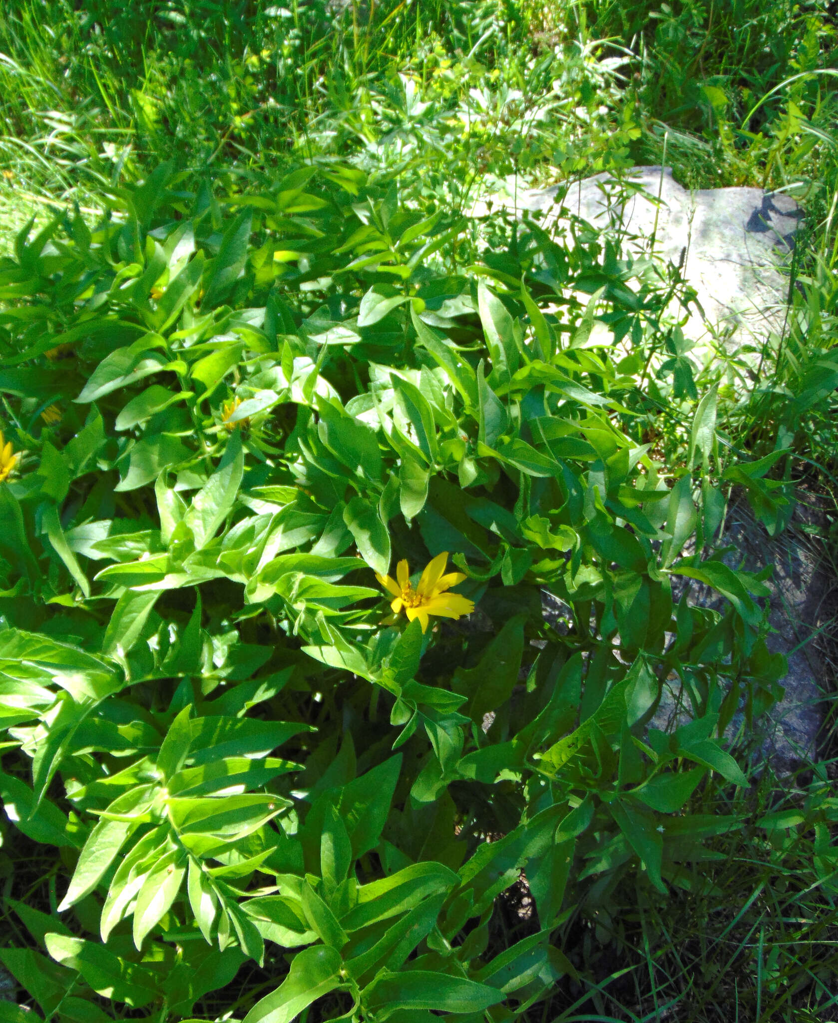 Image of cutleaf balsamroot