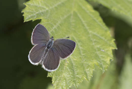 Image of small blue