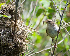 Image of Marsh Wren