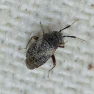 Image of Western Plant Bug