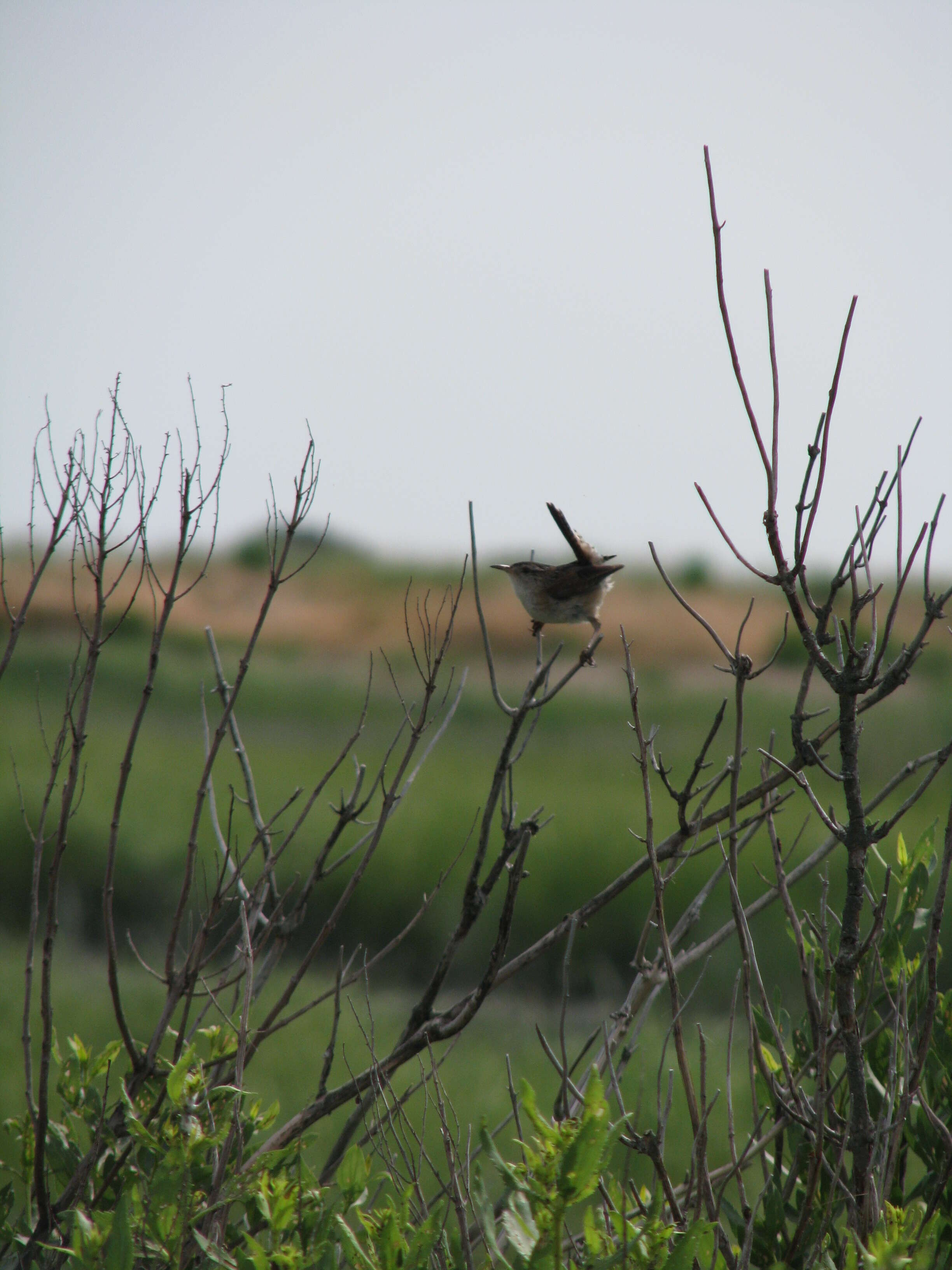 Image of Marsh Wren