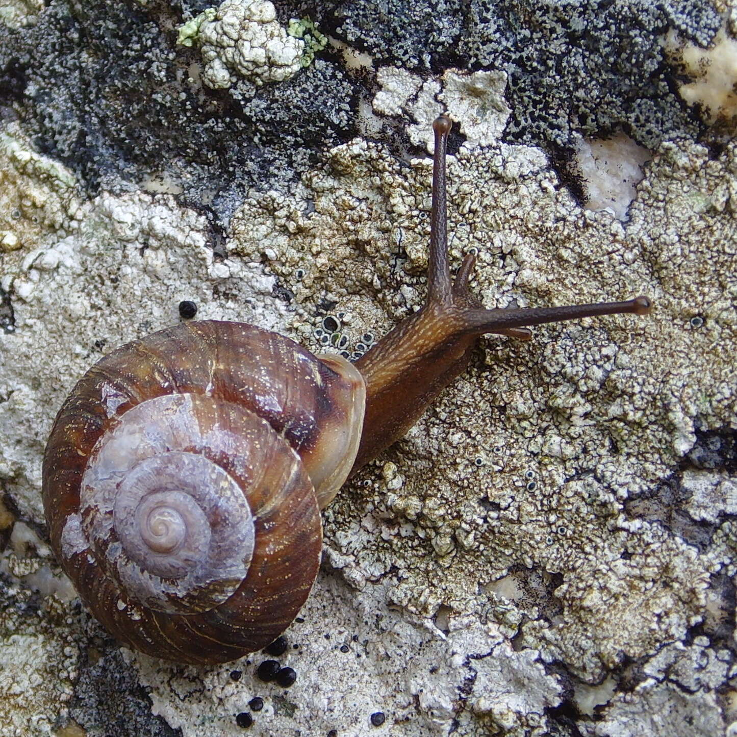 Imagem de Helicigona lapicida (Linnaeus 1758)