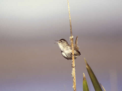 Image of Marsh Wren