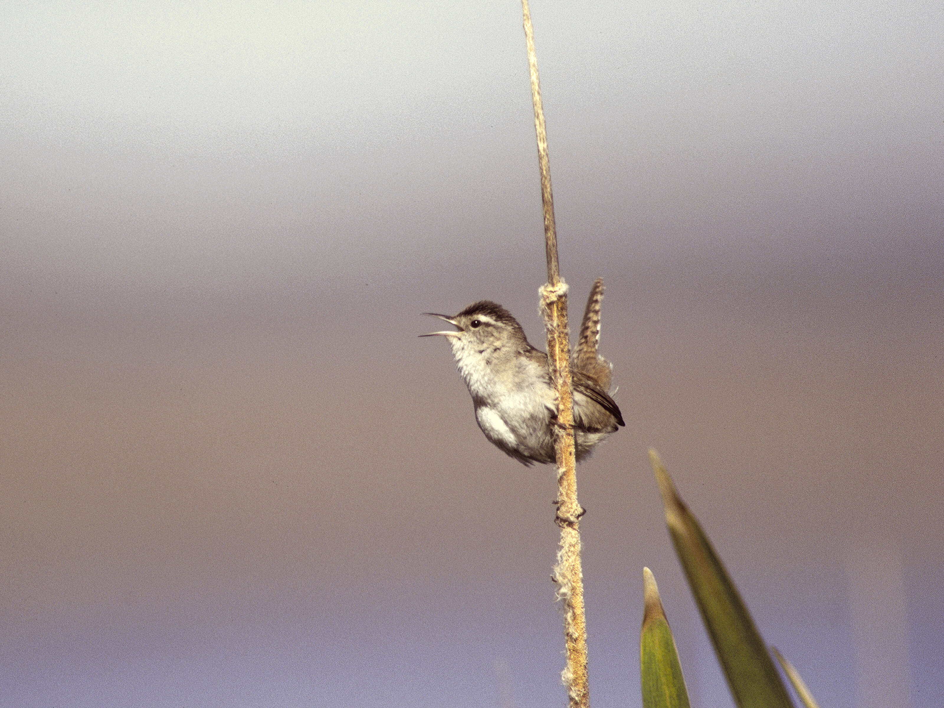 Image of Marsh Wren