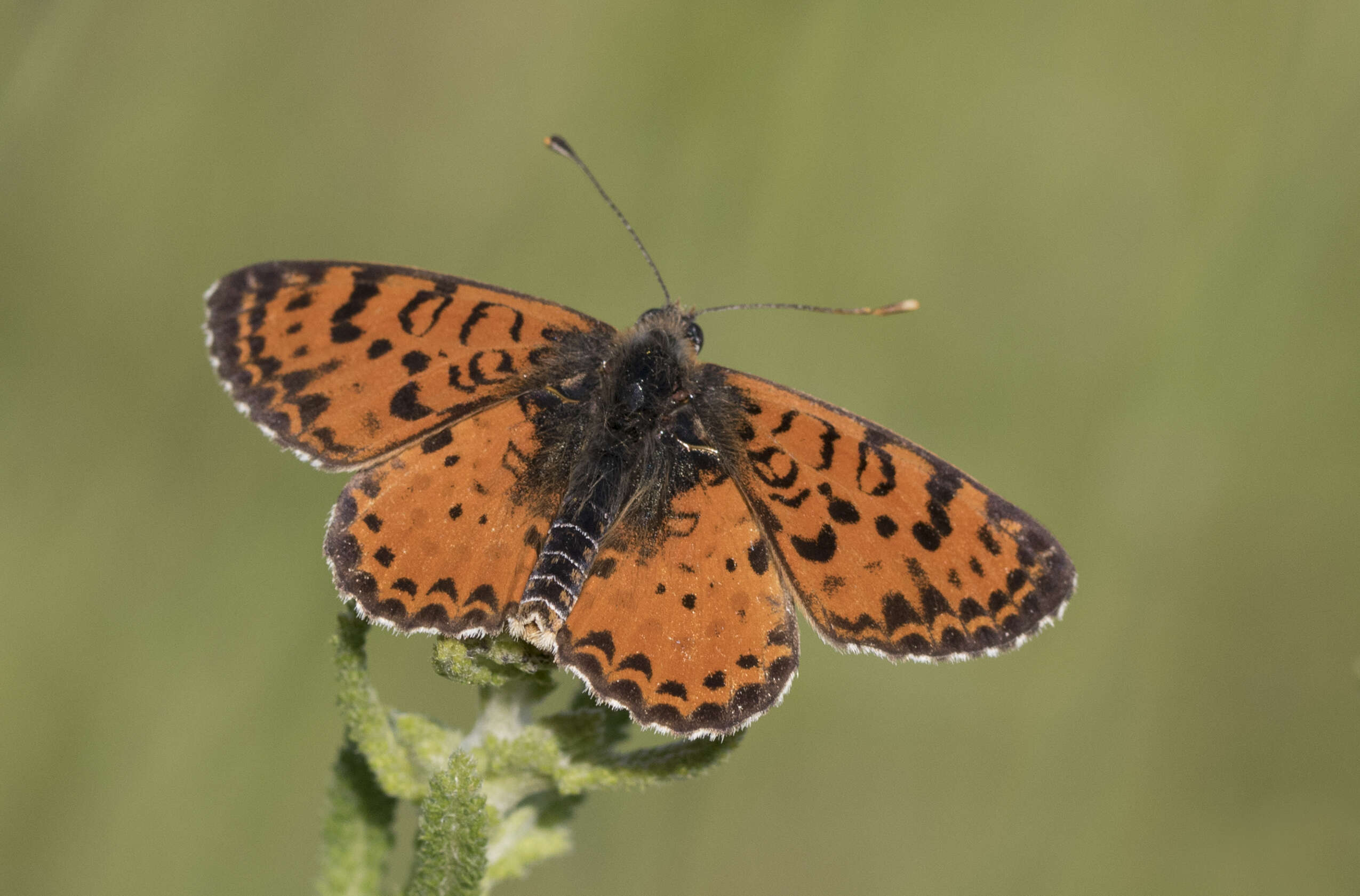 Image de mélitée orangée