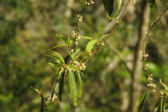 Image de Litsea cubeba (Lour.) Pers.