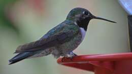 Image of Black-chinned Hummingbird