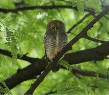 Imagem de Glaucidium radiatum (Tickell 1833)