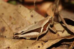 Phaeocatantops decoratus (Gerstaecker 1869) resmi