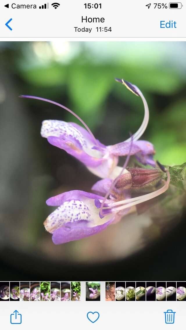 Imagem de Salvia forskaehlei L.