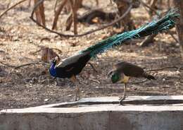 Image of Asiatic peafowl