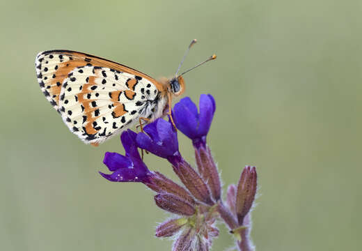 Image of Red-Band Fritillary