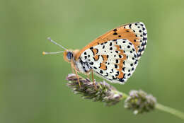 Image of Red-Band Fritillary