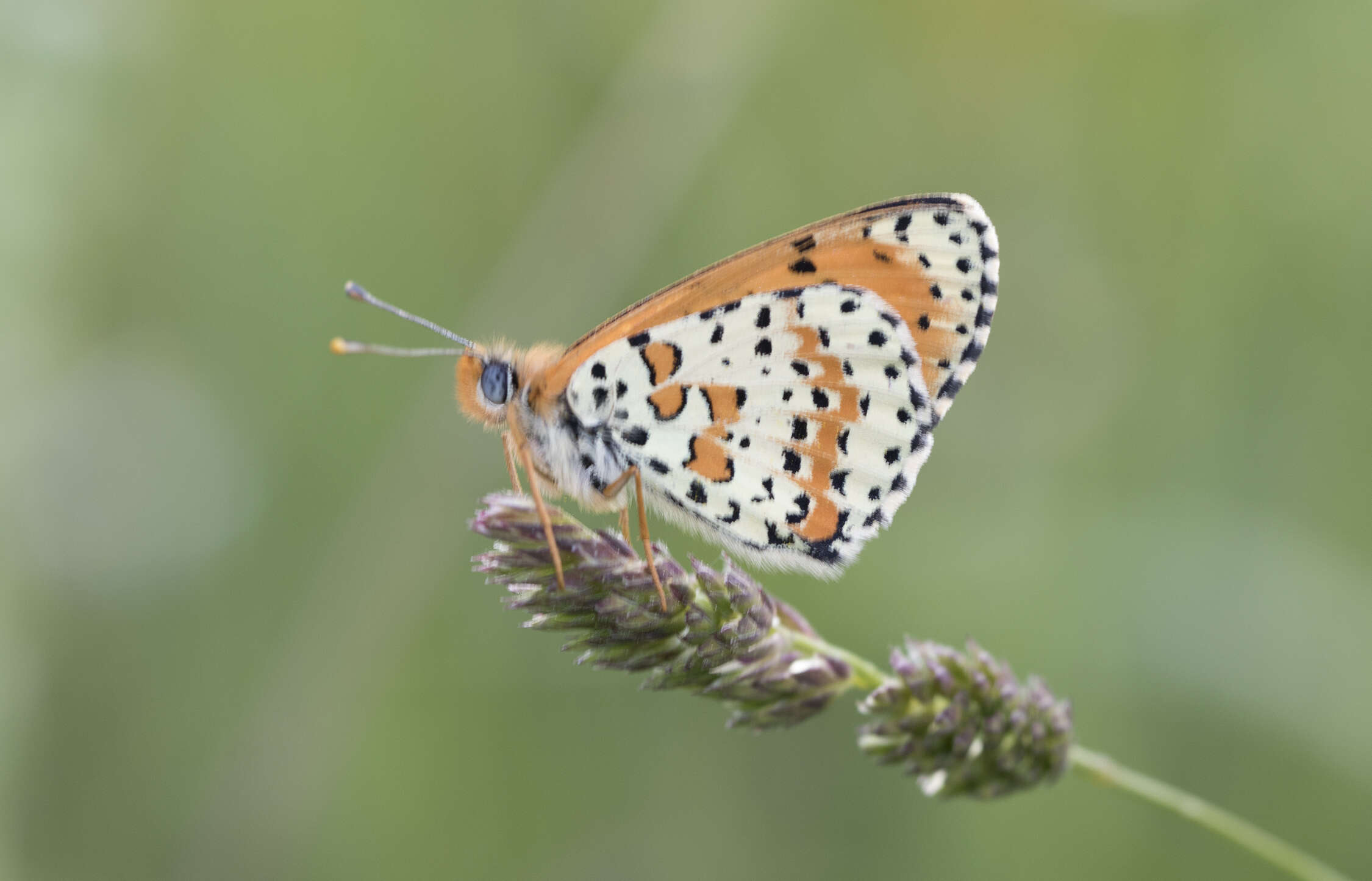 Image of Red-Band Fritillary