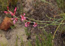 Image of Tritoniopsis ramosa (Klatt) G. J. Lewis