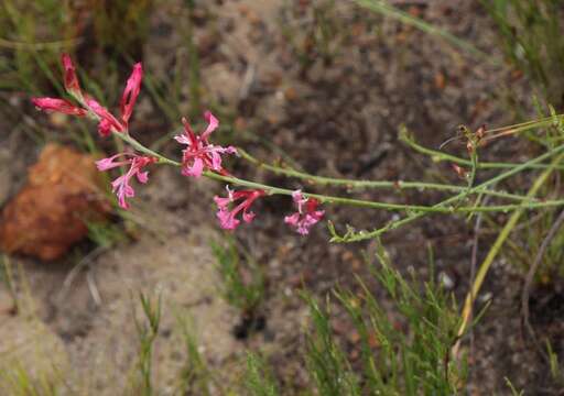 Image of Tritoniopsis ramosa (Klatt) G. J. Lewis