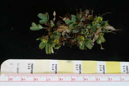 Imagem de Sibbaldia procumbens L.