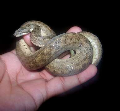 Tropidophis melanurus (Schlegel 1837) resmi