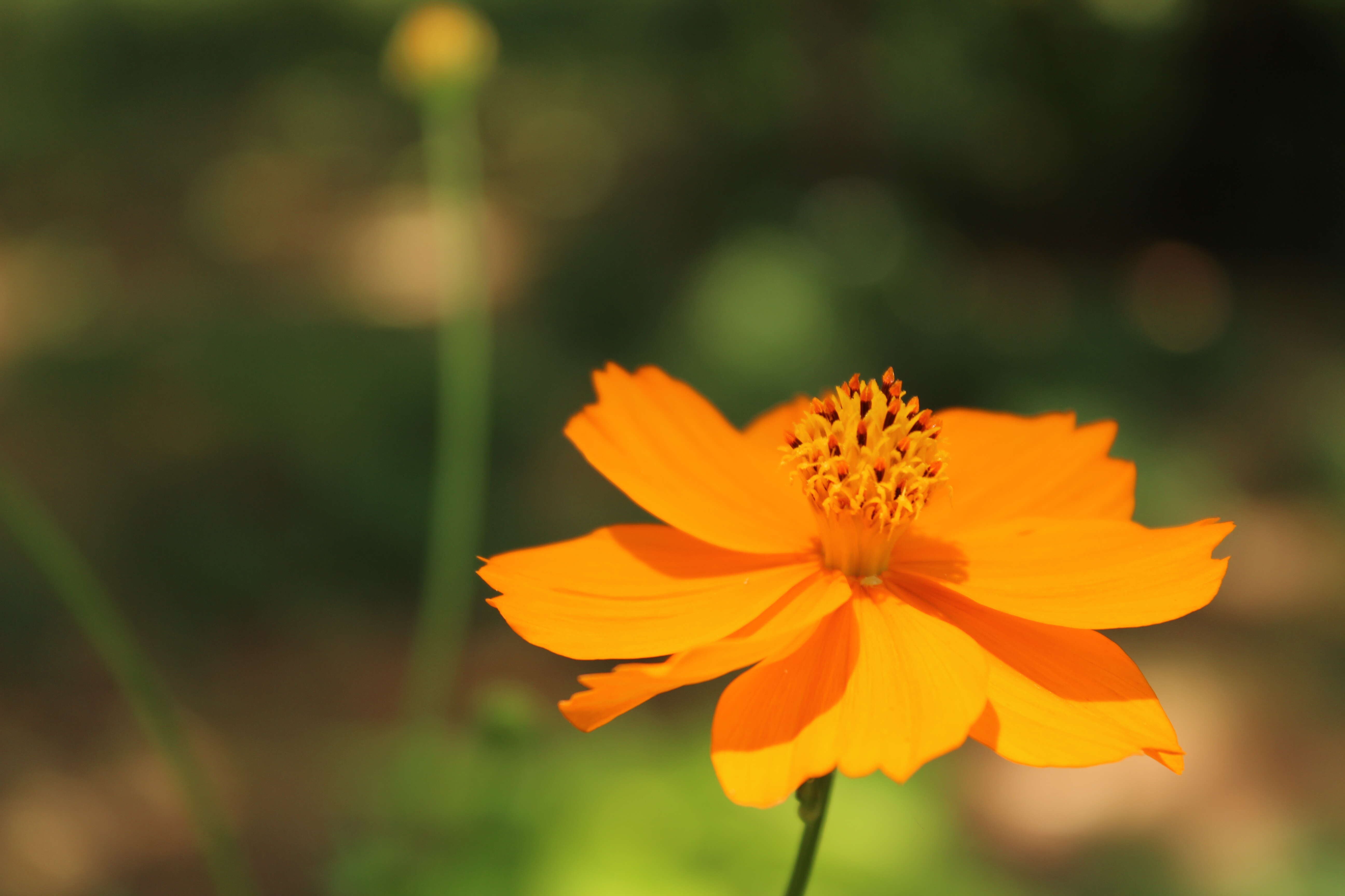 Image of sulphur cosmos