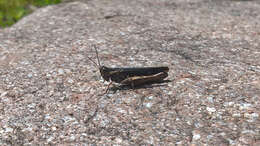 Image of Common Field Grasshopper