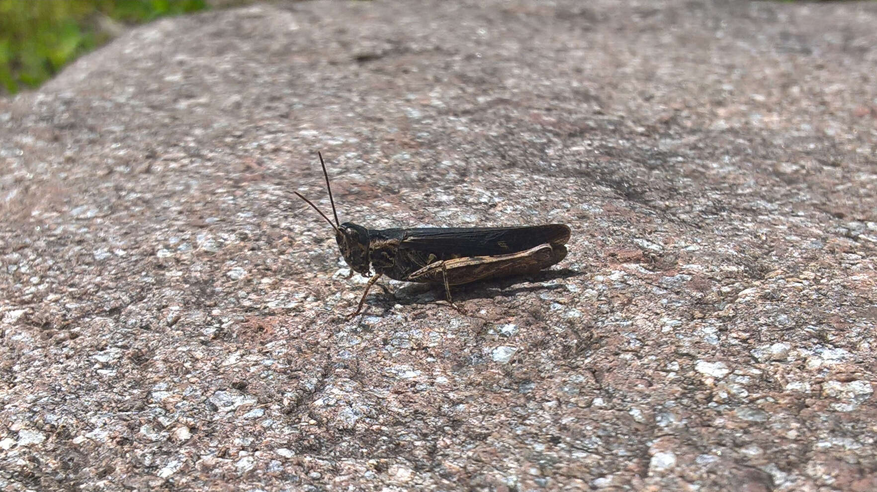 Image of Common Field Grasshopper