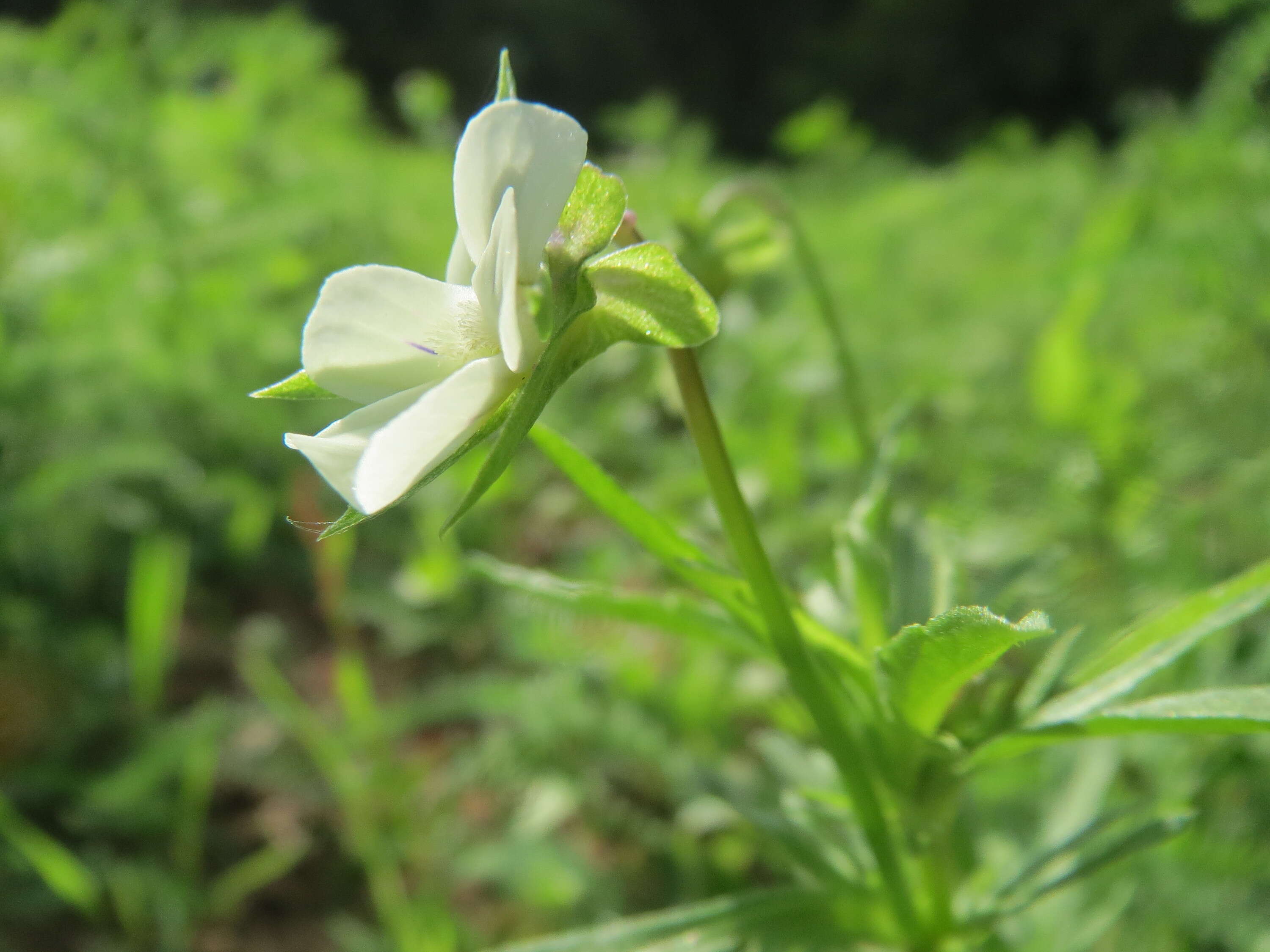 Слика од Viola arvensis Murray