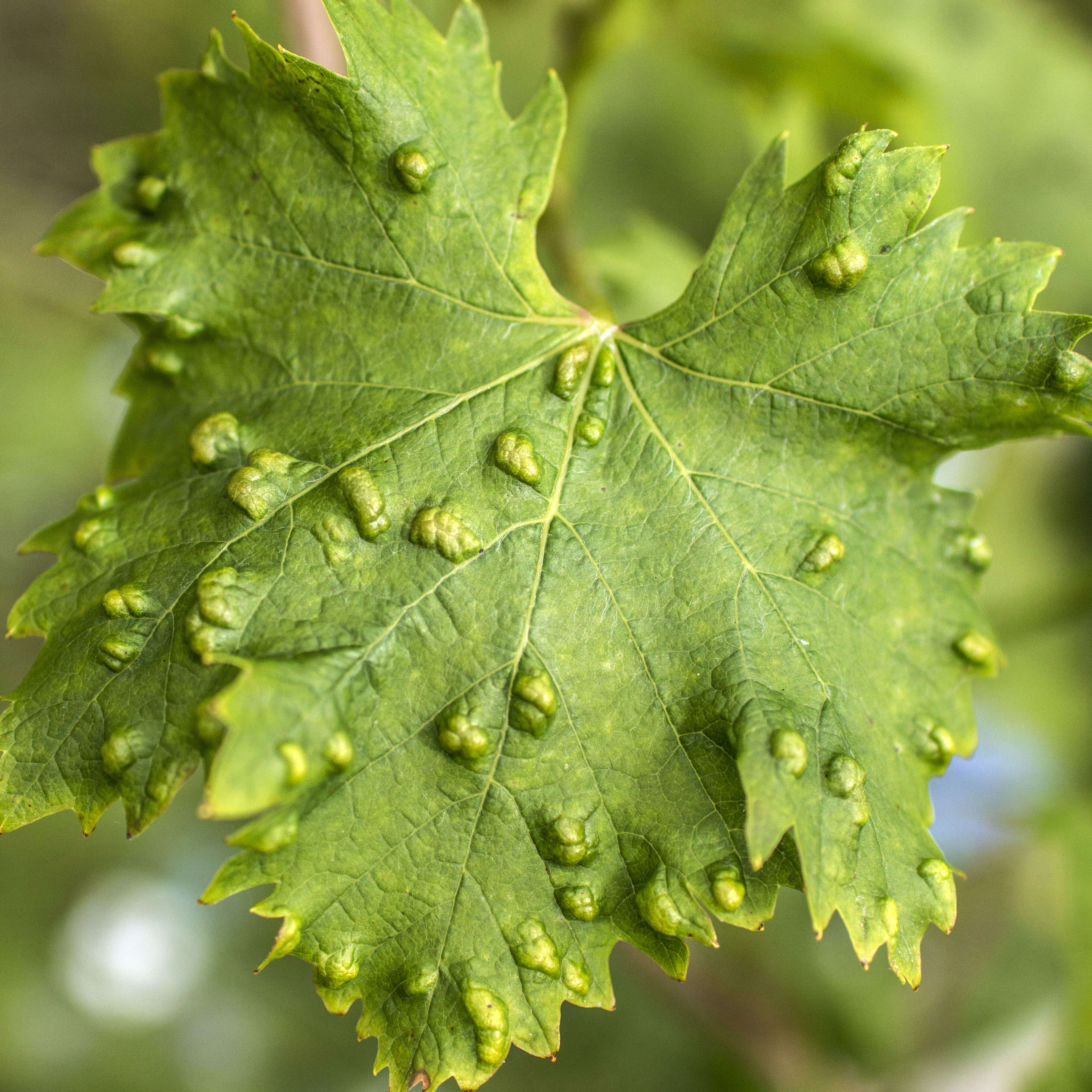 Image of Eriophyes vitis