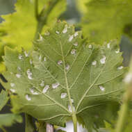 Image of Eriophyes vitis