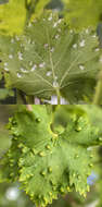 Image of Eriophyes vitis