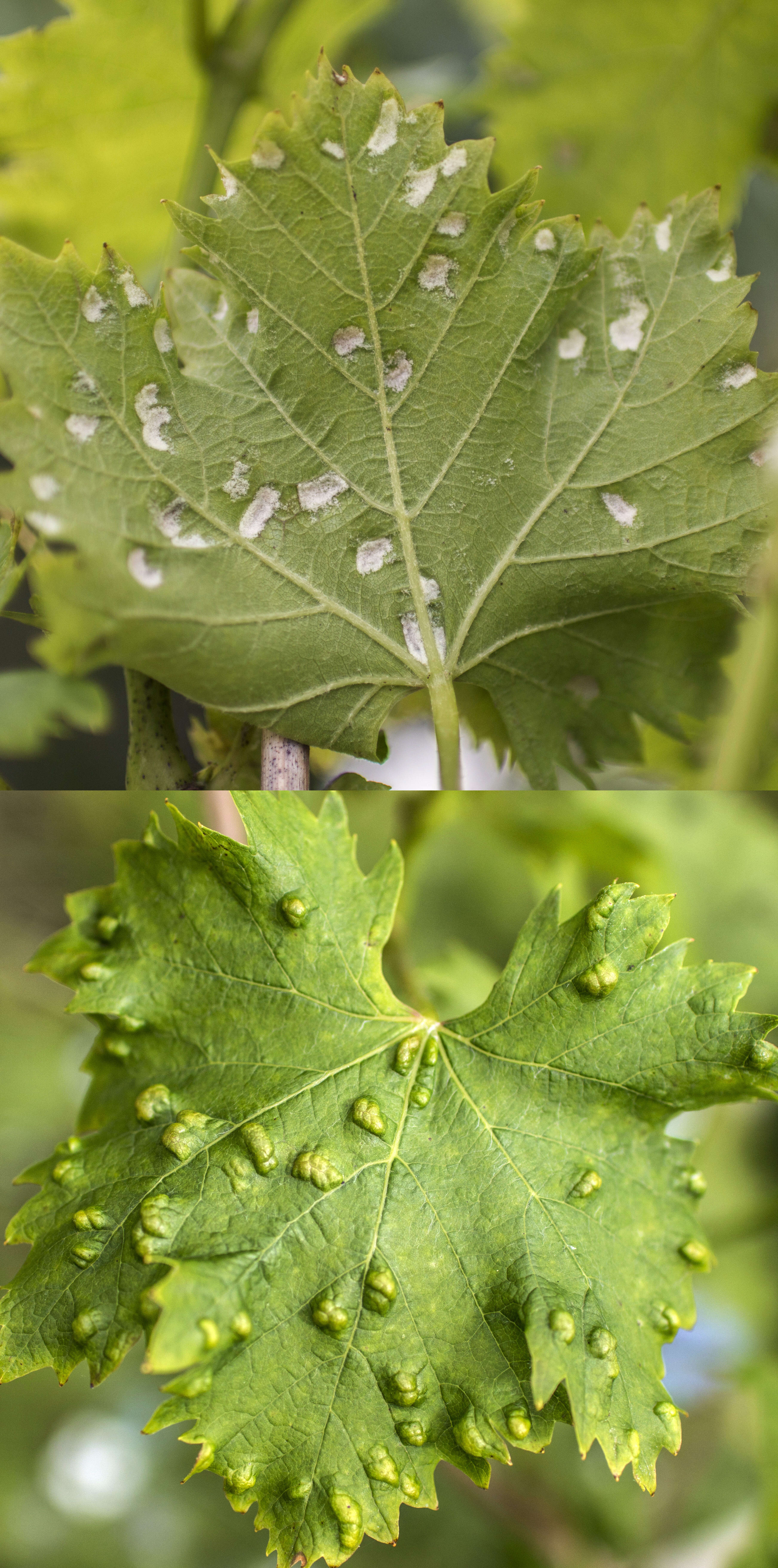 Image of Eriophyes vitis