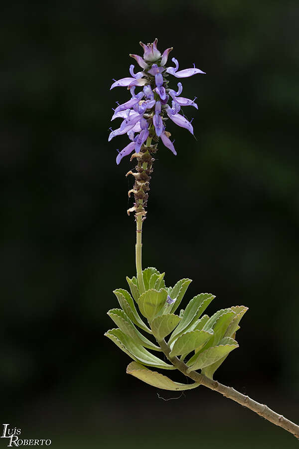 Слика од Plectranthus ornatus Codd