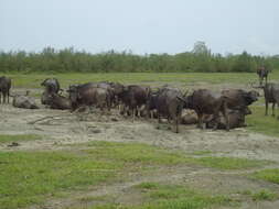 Image of Asian Buffalo