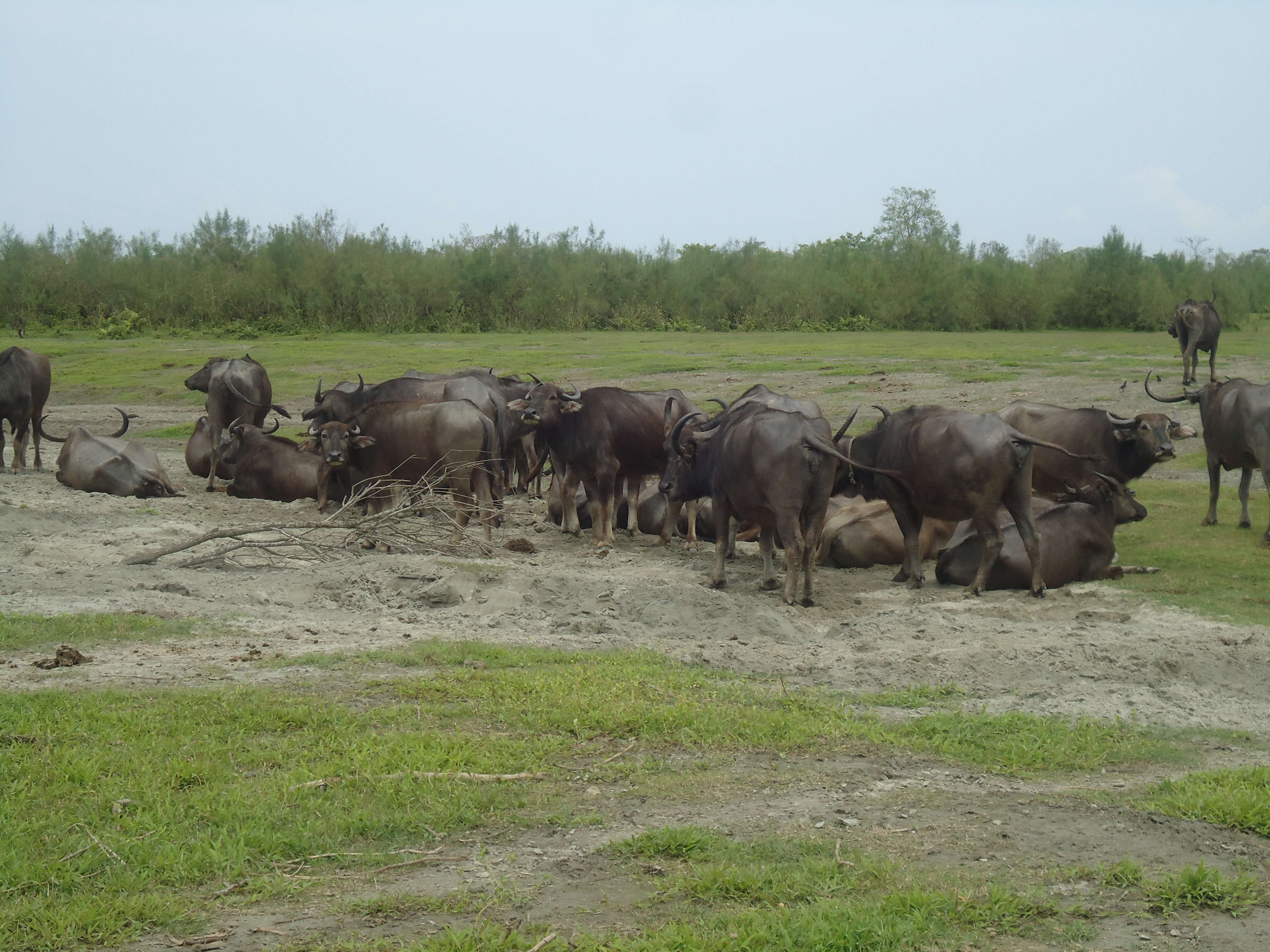 Image of Asian Buffalo