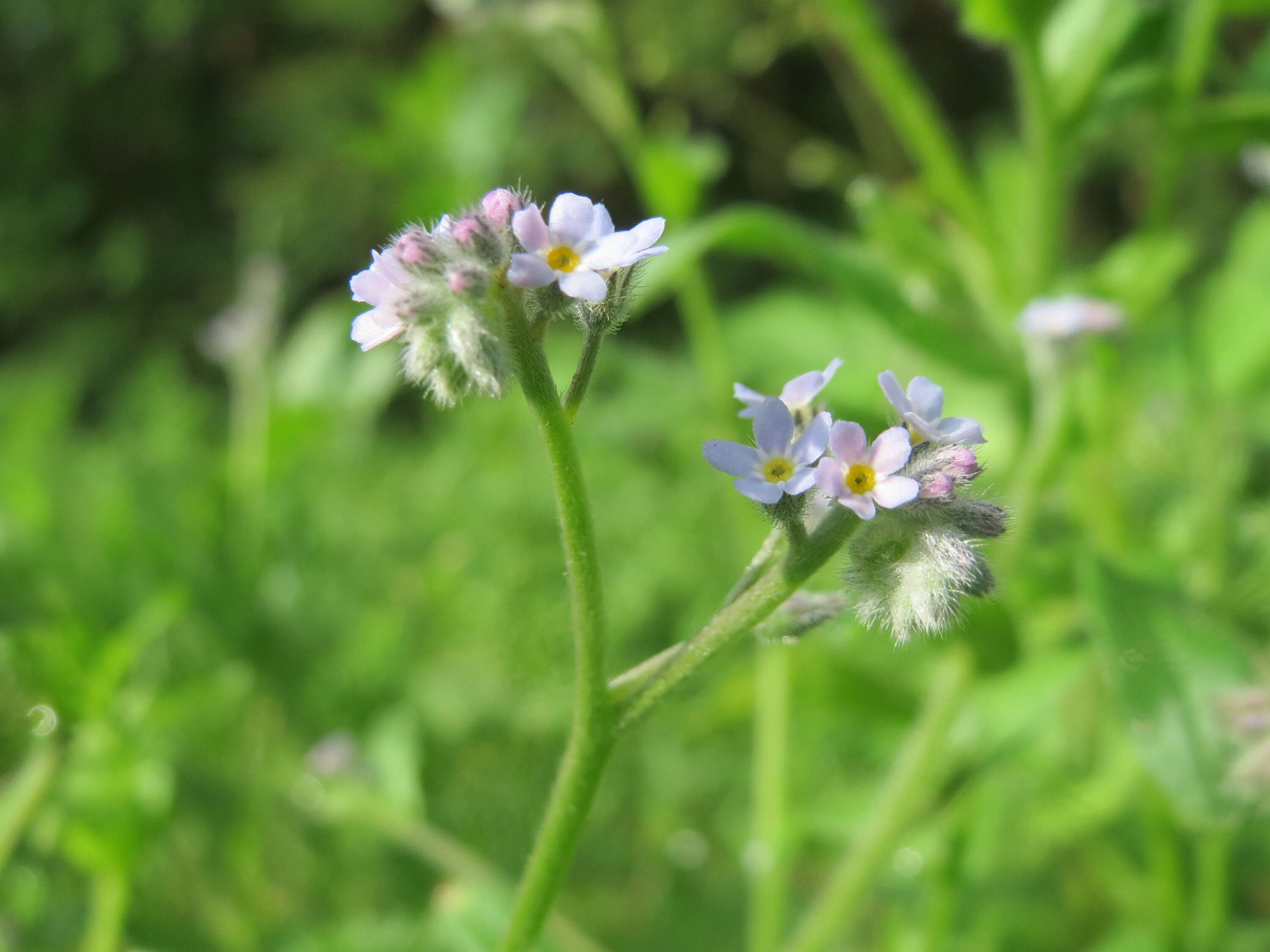 Image of field forget-me-not