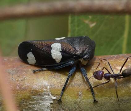 Image de Eurymela distincta Signoret 1850