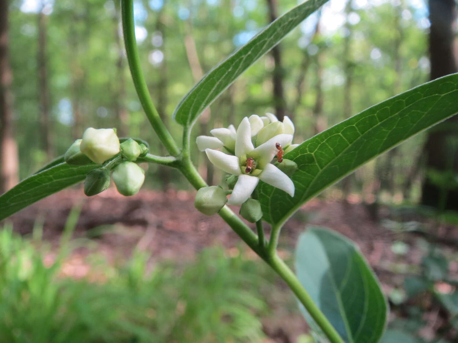 Image of common vincetoxicum