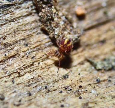 Image of Dicyrtomina minuta (Fabricius O 1783)