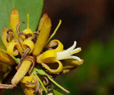 Imagem de <i>Persoonia confertiflora</i>